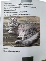 Lost Male Cat last seen Richardson road and champion dr, Houston, TX 77069