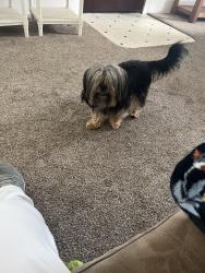 Lost Female Dog last seen East Siskiyou Blvd., Medford, OR 97504