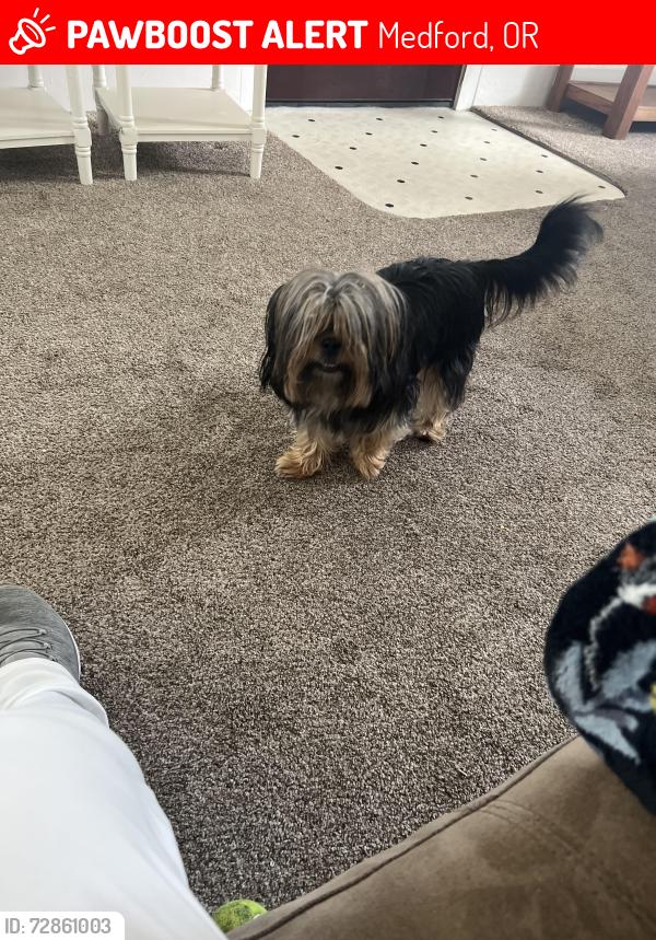 Lost Female Dog last seen East Siskiyou Blvd., Medford, OR 97504