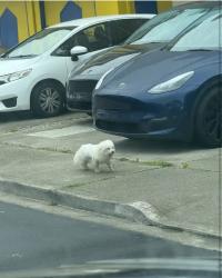 Reunited Female Dog last seen Westborough Square, South San Francisco, CA 94066