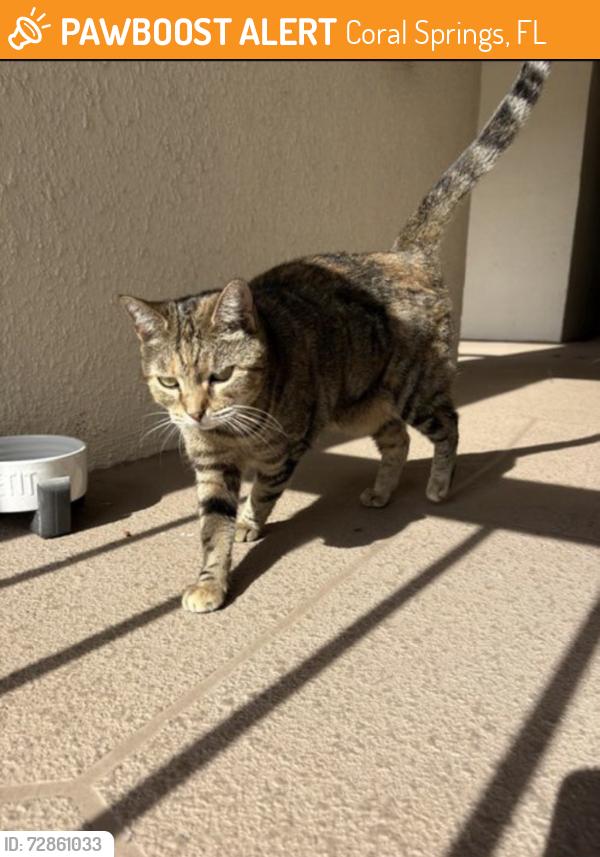 Found/Stray Female Cat last seen Behind dumpster/ climbing my second floor , Coral Springs, FL 33065