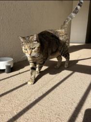 Found/Stray Female Cat last seen Behind dumpster/ climbing my second floor , Coral Springs, FL 33065