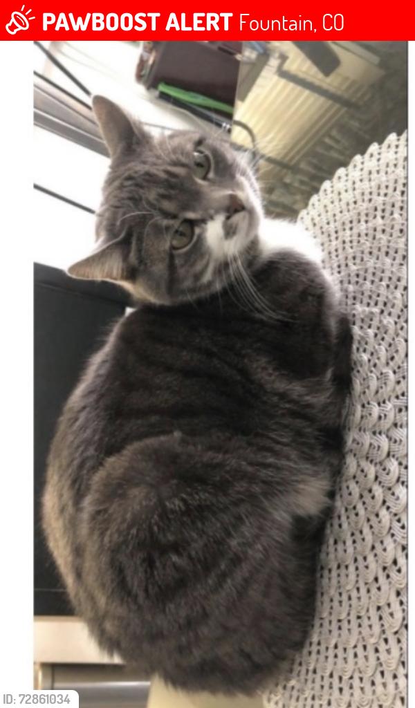Lost Female Cat last seen Square Dance Lane , Fountain, CO 80817