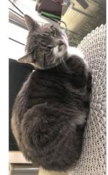 Lost Female Cat last seen Square Dance Lane , Fountain, CO 80817