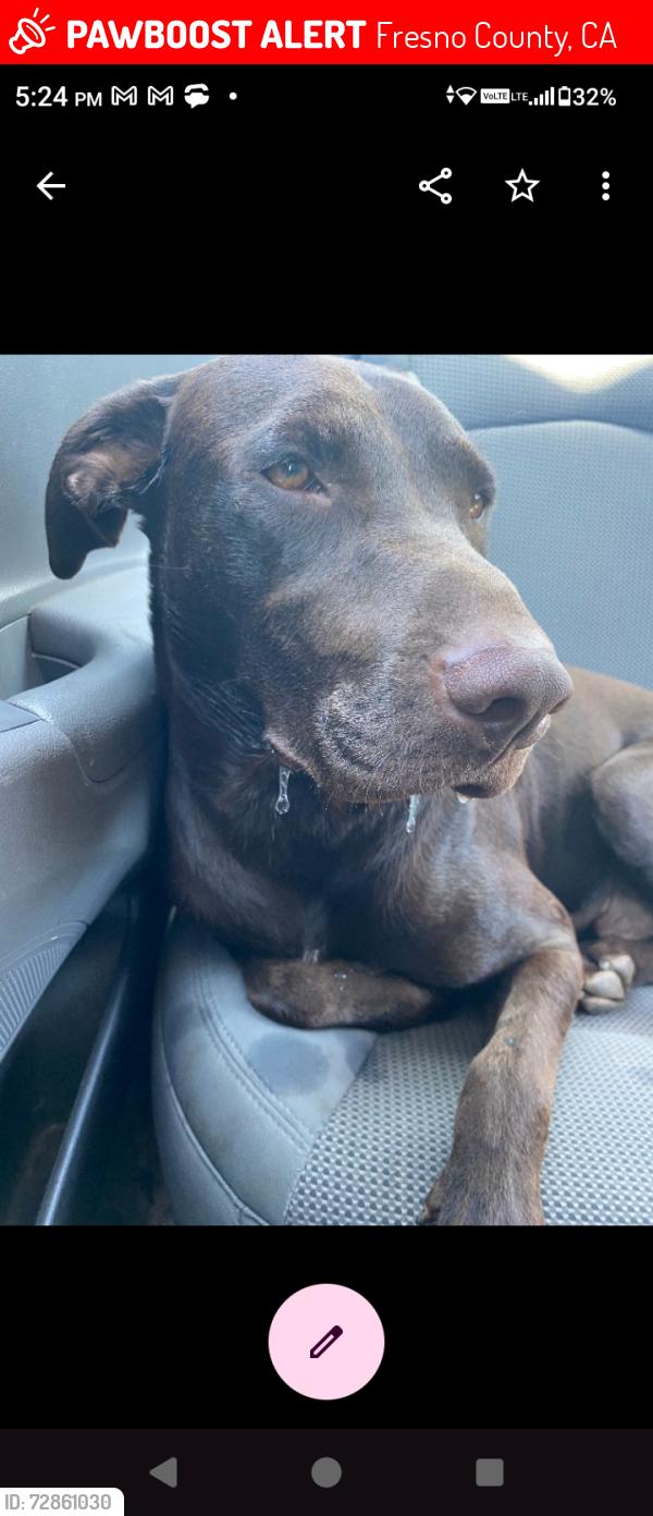 Lost Female Dog last seen Grantland n mckinley, Fresno County, CA 93723