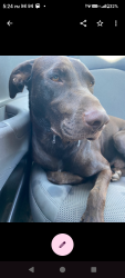 Lost Female Dog last seen Grantland n mckinley, Fresno County, CA 93723