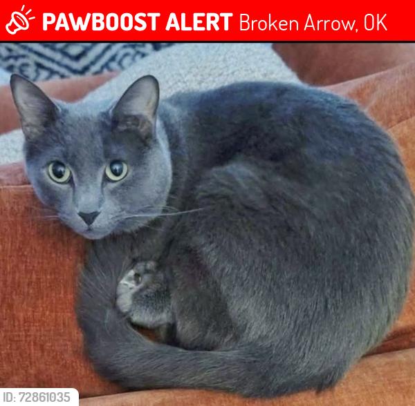 Lost Male Cat last seen E 64th St S, Broken Arrow, OK 74014