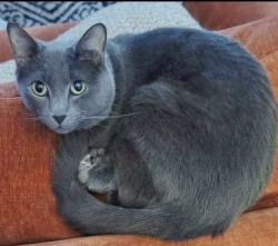 Lost Male Cat last seen E 64th St S, Broken Arrow, OK 74014