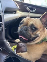 Found/Stray Female Dog last seen FGHS, Forest Grove, OR 97116