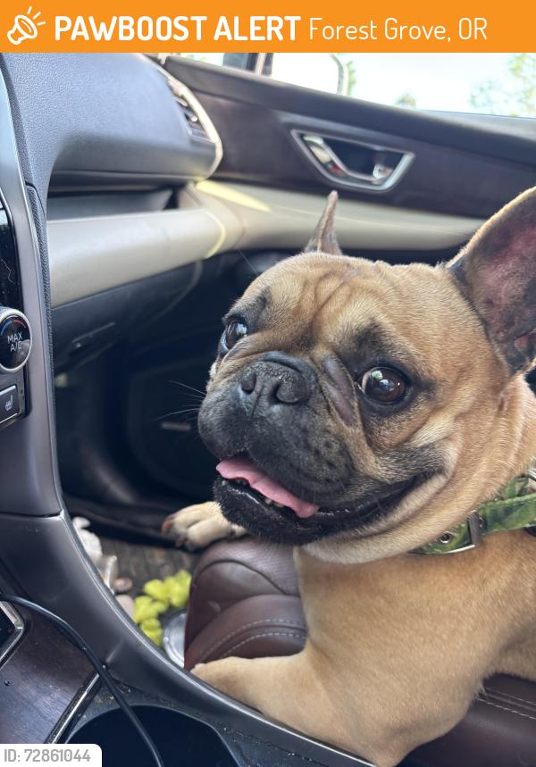 Found/Stray Female Dog last seen FGHS, Forest Grove, OR 97116