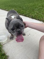 Found/Stray Male Dog last seen Goldfinch and Brazos, Lewisville, TX 75077
