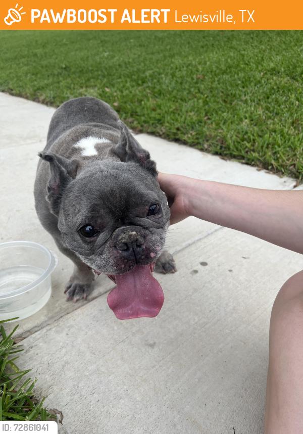 Found/Stray Male Dog last seen Goldfinch and Brazos, Lewisville, TX 75077