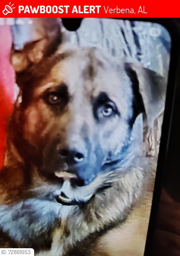 Lost Male Dog last seen Peach park, Verbena, AL 36091