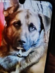 Lost Male Dog last seen Peach park, Verbena, AL 36091