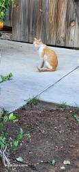 Shelter Stray Male Cat last seen Near BLOCK W ROSEWOOD AVE, San Antonio, TX 78227