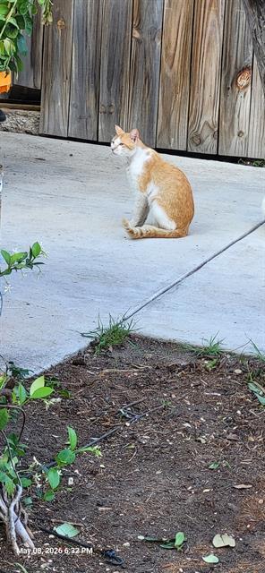 Shelter Stray Male Cat last seen Near BLOCK W ROSEWOOD AVE, San Antonio, TX 78227