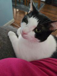 Lost Male Cat last seen E Orange Drive , Hernando, FL 34442