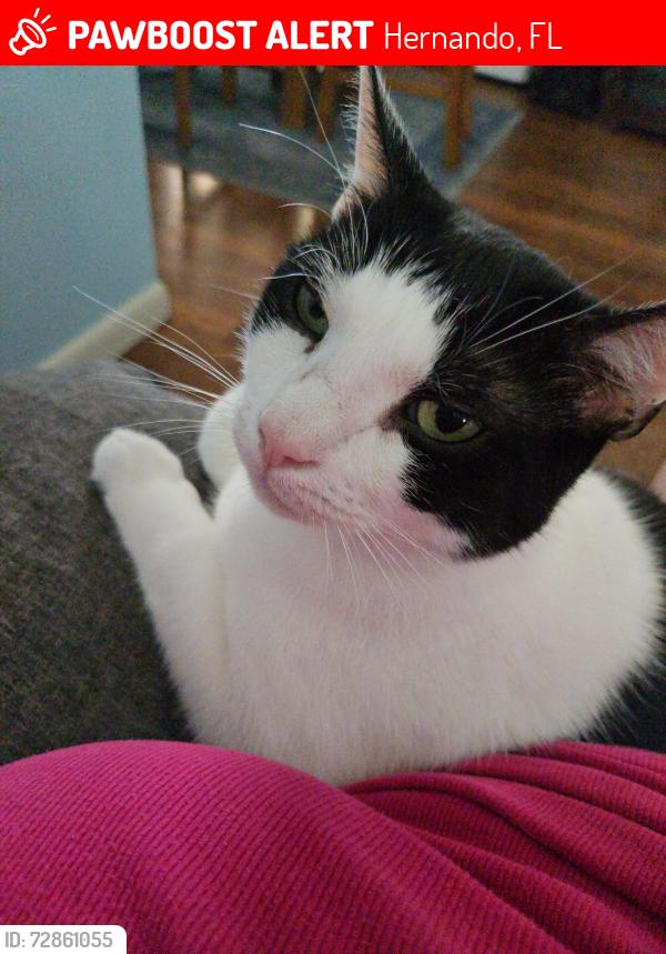 Lost Male Cat last seen E Orange Drive , Hernando, FL 34442