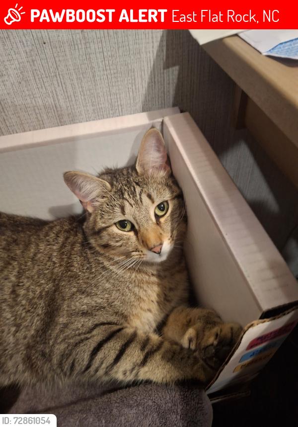 Lost Male Cat last seen E king st, East Flat Rock, NC 28726