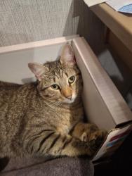 Lost Male Cat last seen E king st, East Flat Rock, NC 28726