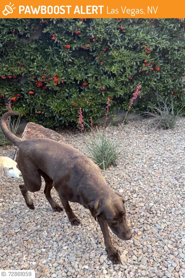 Found/Stray Female Dog last seen Riverlawn and Crossbrisge, Las Vegas, NV 89138
