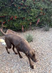 Found/Stray Female Dog last seen Riverlawn and Crossbrisge, Las Vegas, NV 89138