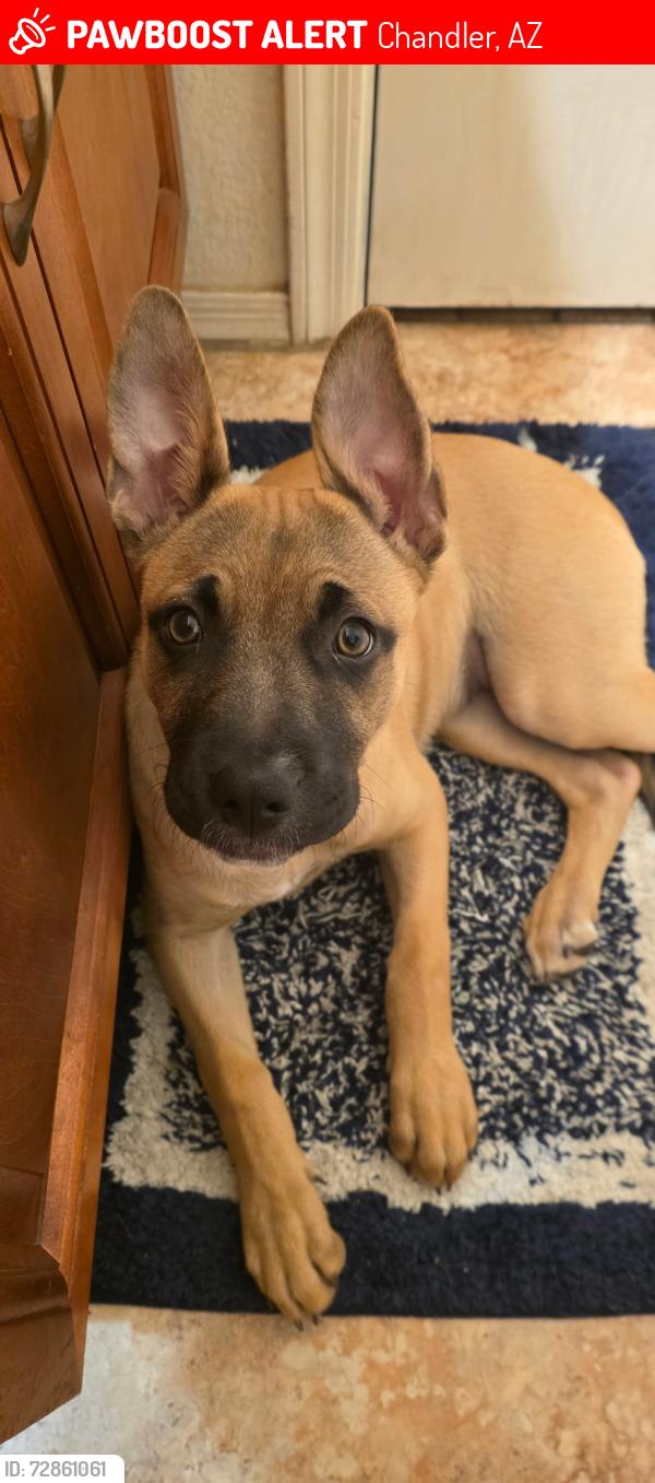 Lost Female Dog last seen Andersen Springs, Chandler, AZ 85224
