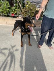 Found/Stray Male Dog last seen Orchard & 145th St , Gardena, CA 90247
