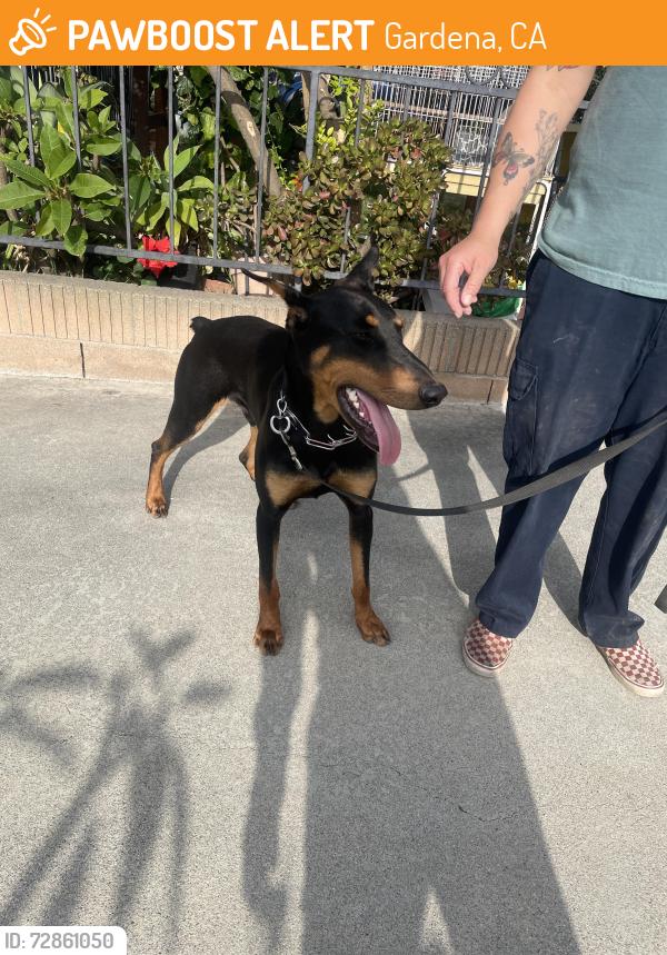 Found/Stray Male Dog last seen Orchard & 145th St , Gardena, CA 90247