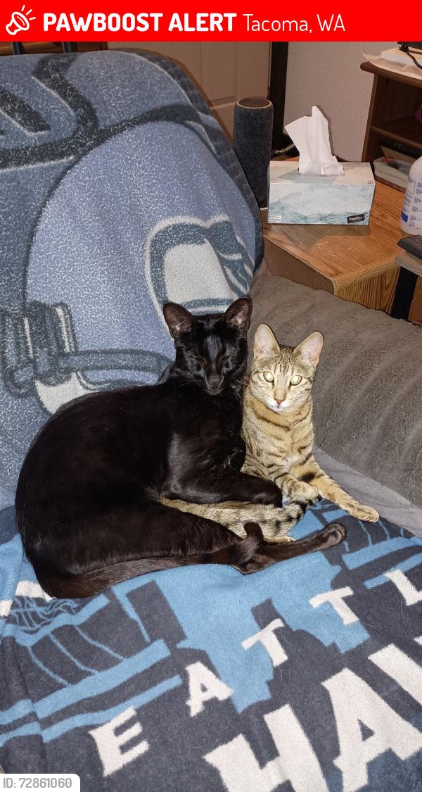 Lost Male Cat last seen 95th and Sheridan/Alaska, Tacoma, WA 98444