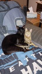 Lost Male Cat last seen 95th and Sheridan/Alaska, Tacoma, WA 98444