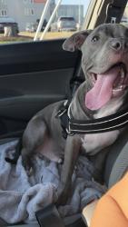 Lost Male Dog last seen Near Fairfax ave , Richmond, VA 23224