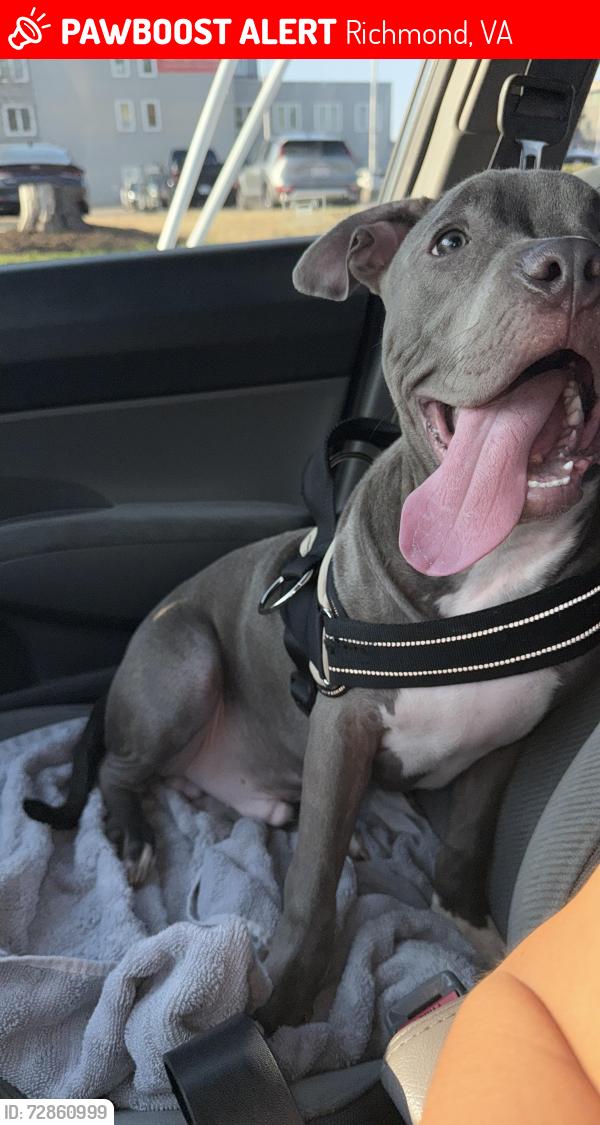 Lost Male Dog last seen Near Fairfax ave , Richmond, VA 23224