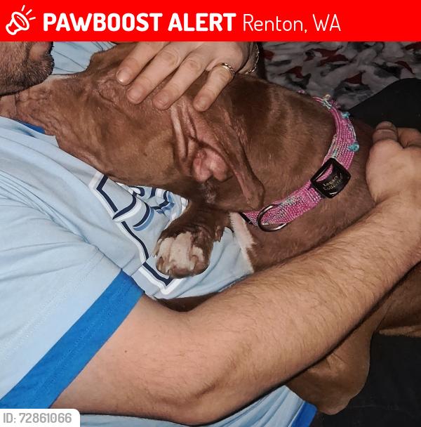 Lost Female Dog last seen 24th and duvall, Renton, WA 98059