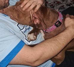 Lost Female Dog last seen 24th and duvall, Renton, WA 98059