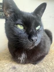 Lost Female Cat last seen Linden Avenue & Santa Lucia Avenue, San Bruno, CA 94066