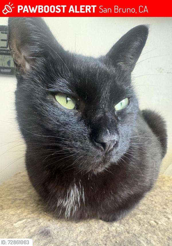 Lost Female Cat last seen Linden Avenue & Santa Lucia Avenue, San Bruno, CA 94066