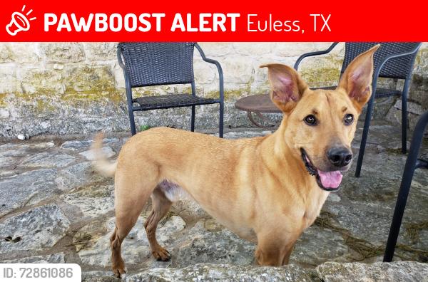 Lost Male Dog last seen  at 713 Marlene Ct Euless Tx, Euless, TX 76040