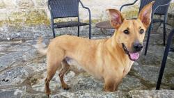 Lost Male Dog last seen  at 713 Marlene Ct Euless Tx, Euless, TX 76040