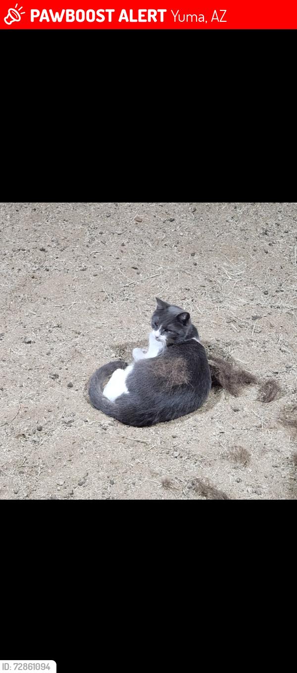 Lost Female Cat last seen Near S Hilltop , Yuma, AZ 85365