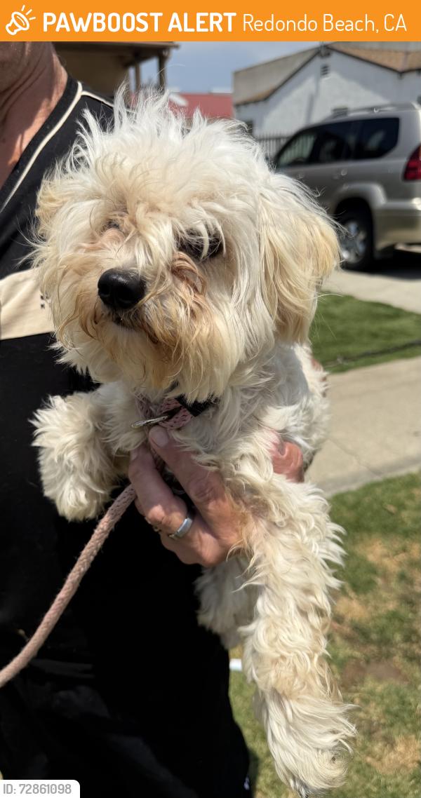 Found/Stray Male Dog last seen McDonald’s, Redondo Beach, CA 90277