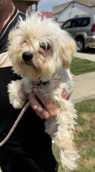 Found/Stray Male Dog last seen McDonald’s, Redondo Beach, CA 90277
