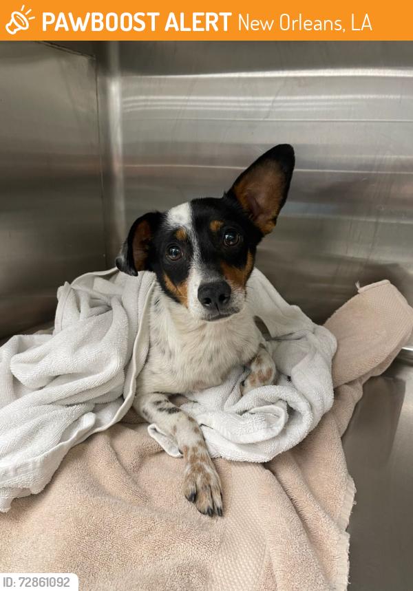 Found/Stray Male Dog last seen Broad and Ursulines, New Orleans, LA 70119