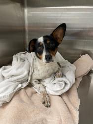 Found/Stray Male Dog last seen Broad and Ursulines, New Orleans, LA 70119