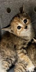 Shelter Stray Female Cat last seen , 232 Eslinger Way, Sanford, FL 32773, USA
