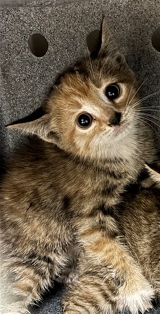 Shelter Stray Female Cat last seen , 232 Eslinger Way, Sanford, FL 32773, USA