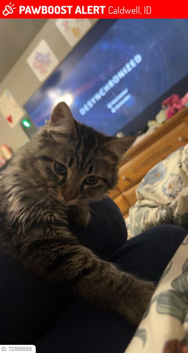 Lost Male Cat last seen Summercrest street  and four seasons , Caldwell, ID 83607