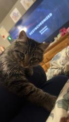 Lost Male Cat last seen Summercrest street  and four seasons , Caldwell, ID 83607