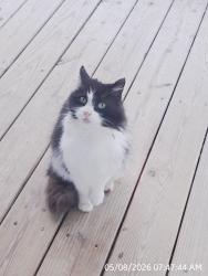 Found/Stray Unknown Cat last seen Lynch Ave, Hutchinson, Mitc Ave, Syracuse, NY 13207
