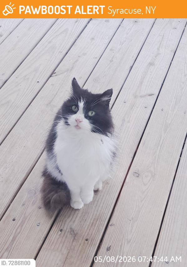 Found/Stray Unknown Cat last seen Lynch Ave, Hutchinson, Mitc Ave, Syracuse, NY 13207